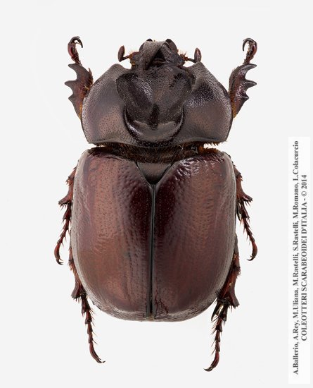 Phyllognathus excavatus, maschio